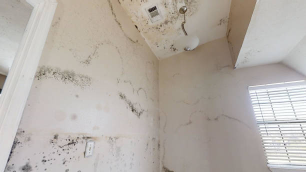 Best Dehumidification Services  in Fremont, IN