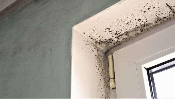  Fremont, IN Mold Removal Pros