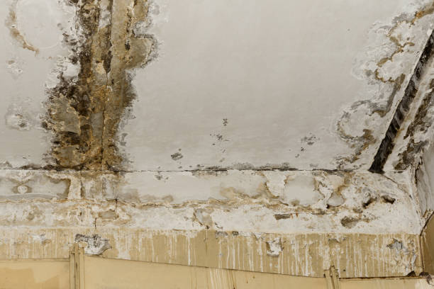 Best Mold Damage Restoration  in Fremont, IN