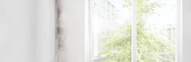 Best Environmental Consulting for Mold Prevention  in Fremont, IN