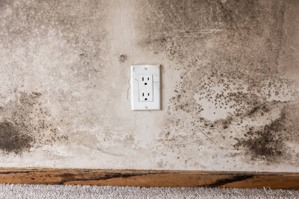 Best HVAC Mold Inspection and Cleaning  in Fremont, IN