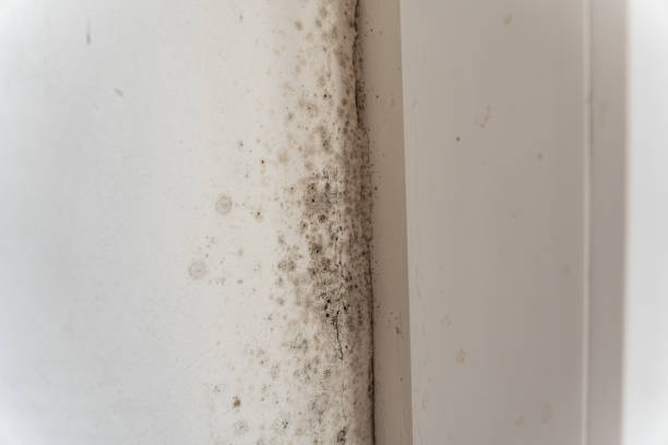 Professional Mold Removal in Fremont, IN