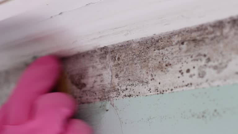 Best Mold Documentation for Insurance Claims  in Fremont, IN